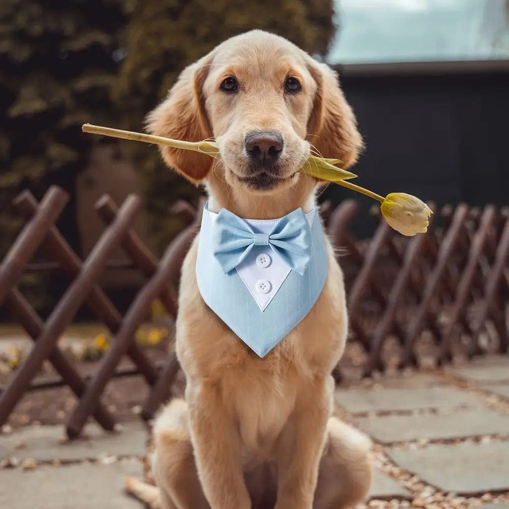 Gentlemen Bow tie Collection